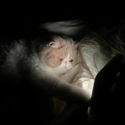 2025可爱好看的头像猫咪图片