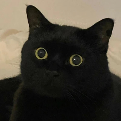 2025可爱好看的头像猫咪图片