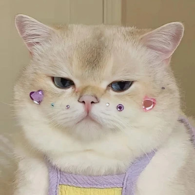 2025可爱好看的头像猫咪图片