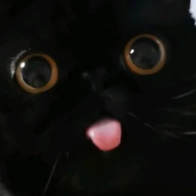 2025可爱好看的头像猫咪图片