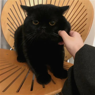 2025可爱好看的头像猫咪图片
