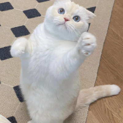 2025可爱好看的头像猫咪图片