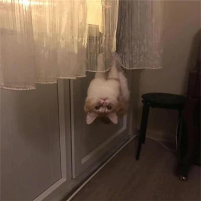 2025可爱好看的头像猫咪图片