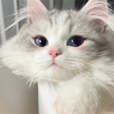 2025可爱好看的头像猫咪图片