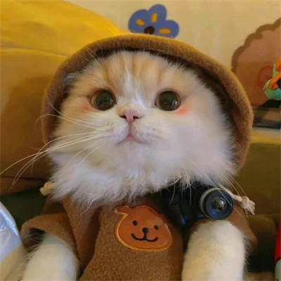 2025可爱好看的头像猫咪图片