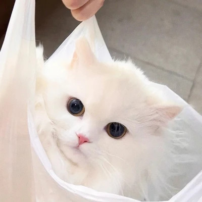 2025可爱好看的头像猫咪图片