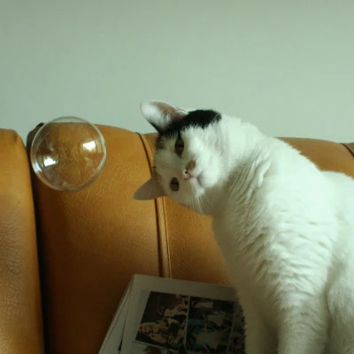 2025可爱好看的头像猫咪图片