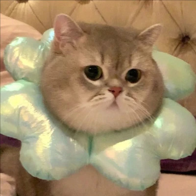 2025可爱好看的头像猫咪图片