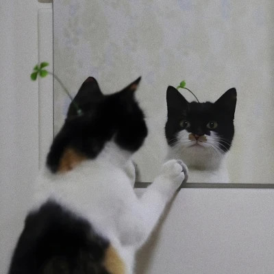 2025可爱好看的头像猫咪图片