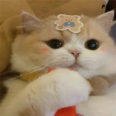 2025可爱好看的头像猫咪图片