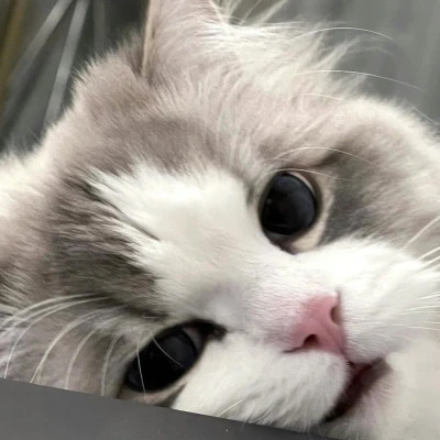 2025可爱好看的头像猫咪图片