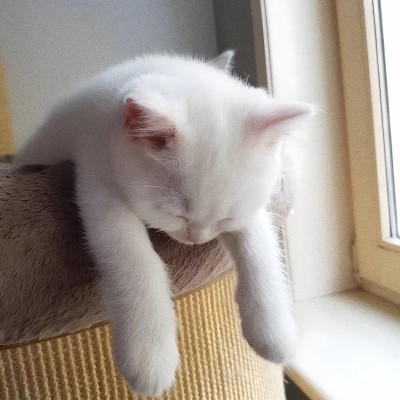 2025可爱好看的头像猫咪图片