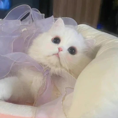 2025可爱好看的头像猫咪图片
