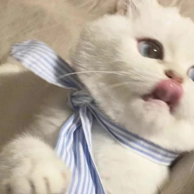 2025可爱好看的头像猫咪图片