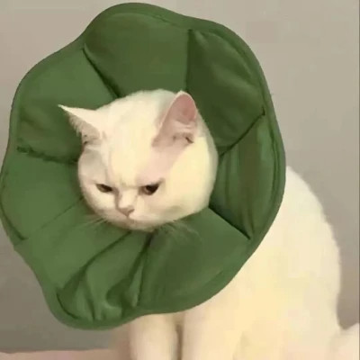 2025可爱好看的头像猫咪图片