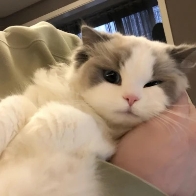 盘点那些超可爱的猫咪头像