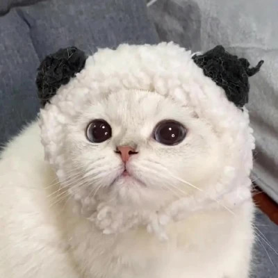 盘点那些超可爱的猫咪头像
