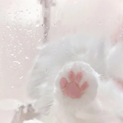 盘点那些超可爱的猫咪头像