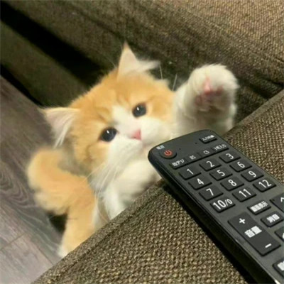 盘点那些超可爱的猫咪头像