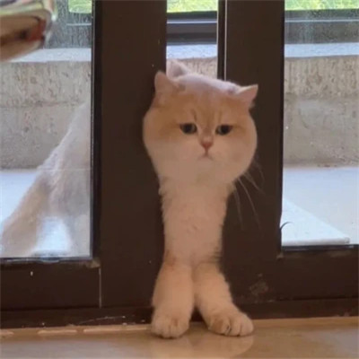 盘点那些超可爱的猫咪头像