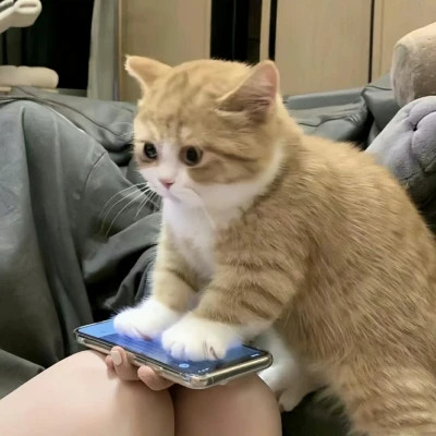 小猫的图片头像