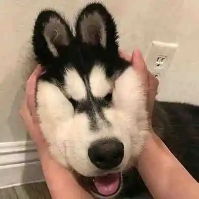 搞笑的微信头像图片