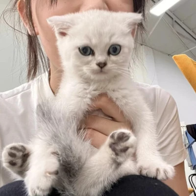 对象是宠物的情头