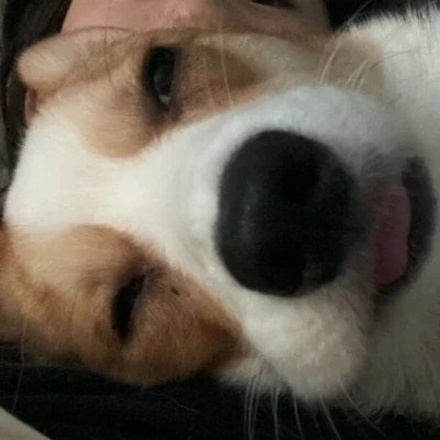 对象是宠物的情头