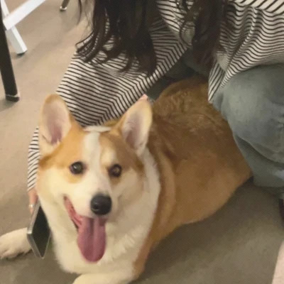 情头一半主人一半宠物