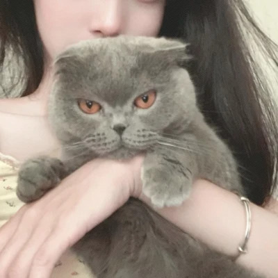 情头一半主人一半宠物