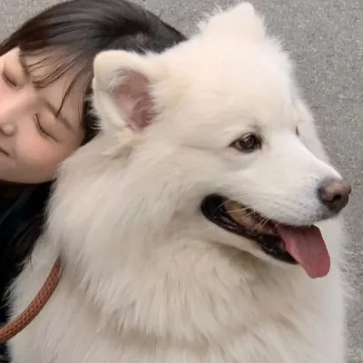 情头一半主人一半宠物