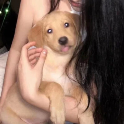 情头一半主人一半宠物
