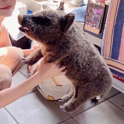 情头一半主人一半宠物