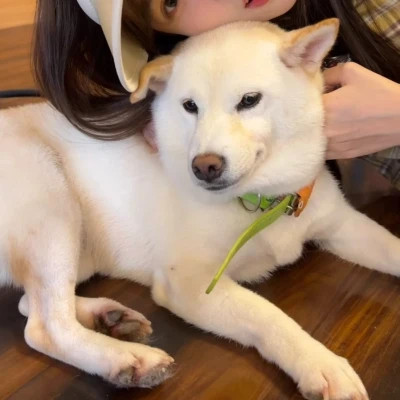 女孩和狗情头一左一右