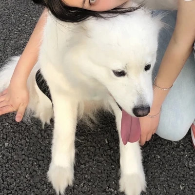 女孩和狗情头一左一右