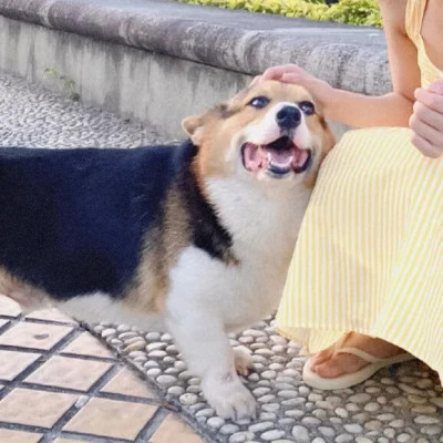 女孩和狗情头一左一右