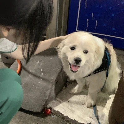女孩和狗情头一左一右