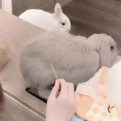 情侣头像宠物和主人