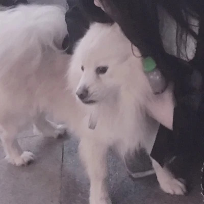 情侣头像宠物和主人