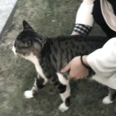 情侣头像宠物和主人
