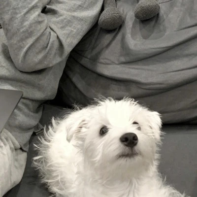 一人一动物的可爱情头