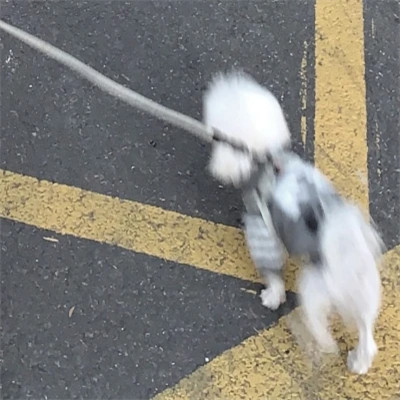 一人一动物的可爱情头