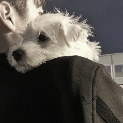 女朋友是宠物的情头