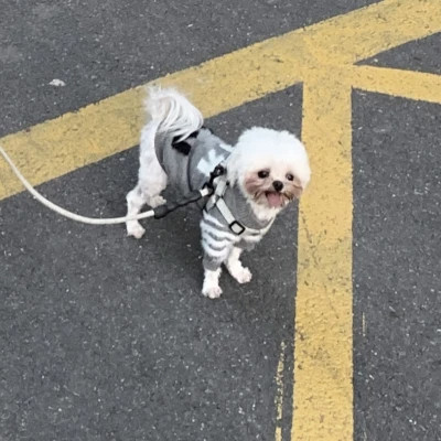 女朋友是宠物的情头