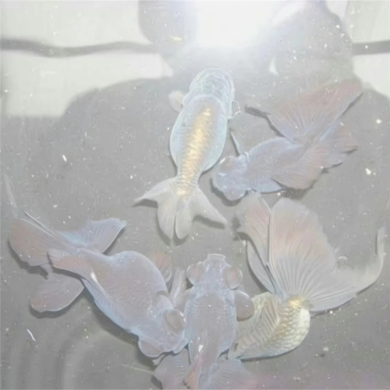 简单白色系背景图片头像