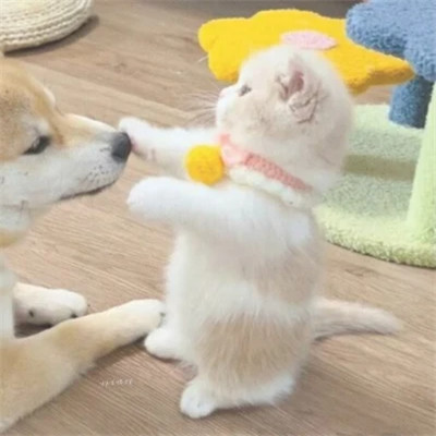 小动物情头
