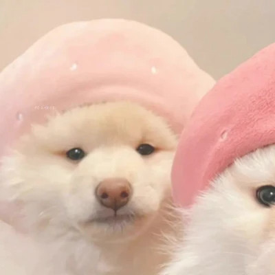小动物情头