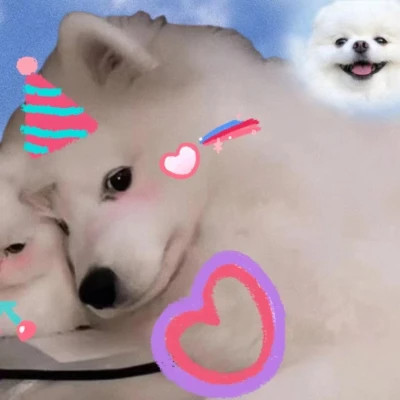 小动物情头