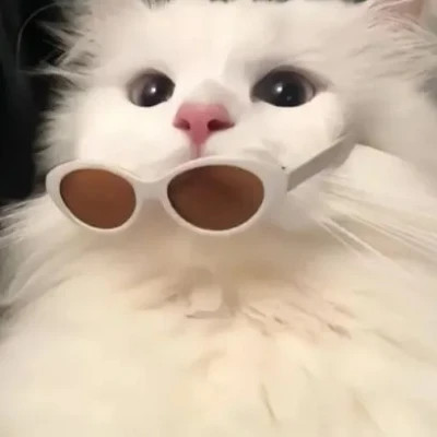 小动物情头