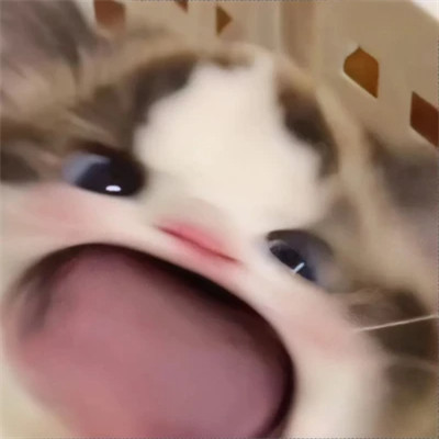 小动物情头